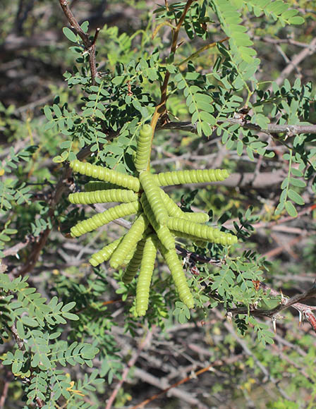  Prosopis pubescens